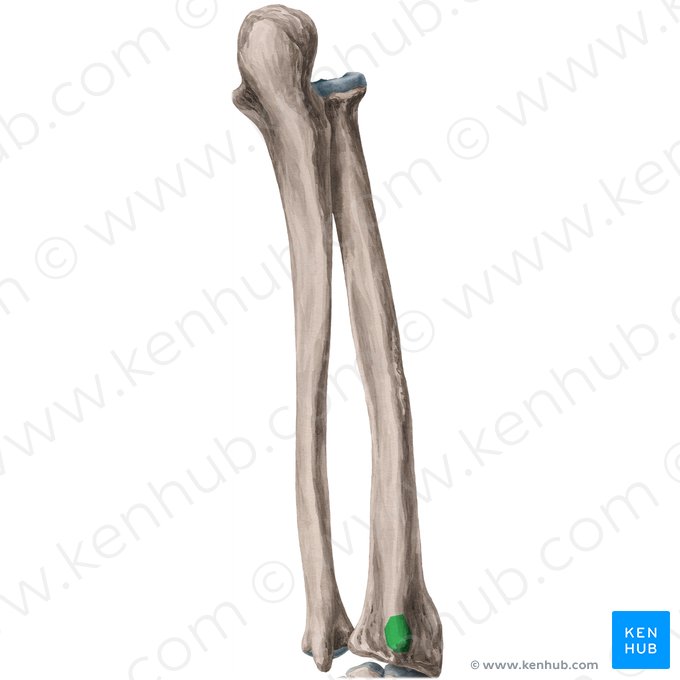 Tuberculum dorsale radii (Lister-Höcker); Bild: Yousun Koh