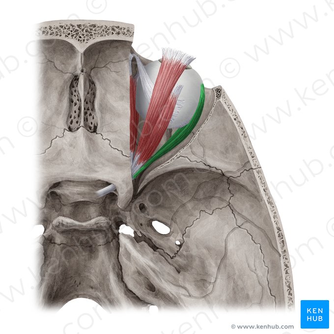 Muscle droit latéral (Musculus rectus lateralis); Image : Yousun Koh