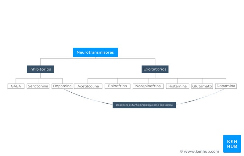 Clasificación de los neurotransmisores