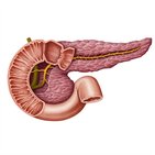 Sistema de ductos pancreáticos