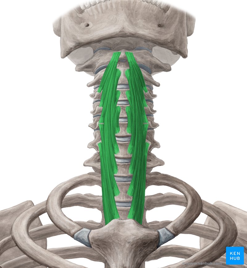 Longus colli muscle (Musculus longus colli)