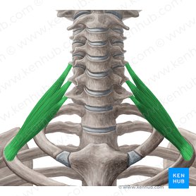 Scalenus posterior muscle (Musculus scalenus posterior); Image: Yousun Koh