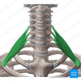 Musculos Escalenos Anatomia Inervacao E Funcoes Kenhub