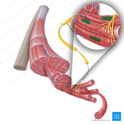 Nucleus of skeletal muscle fiber (Nucleus fibrae muscularis skeletalis); Image: Paul Kim