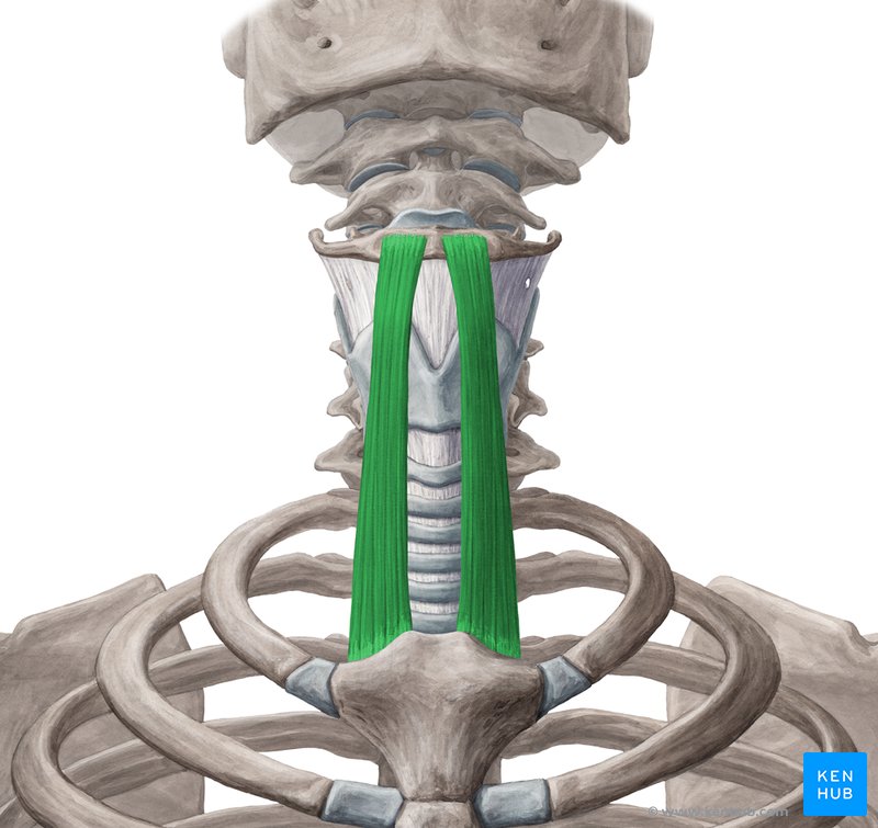 Sternohyoid: origin, insertion, innervation and action | Kenhub