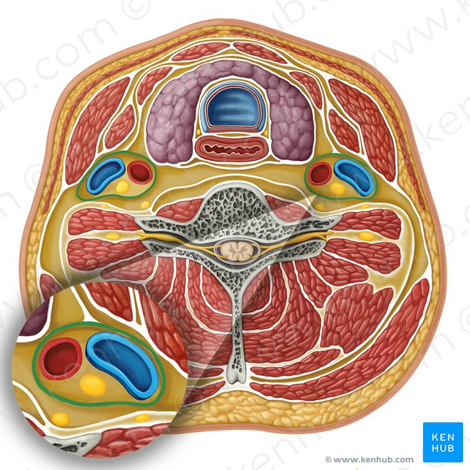 Carotid sheath (Vagina carotica); Image: Irina Münstermann