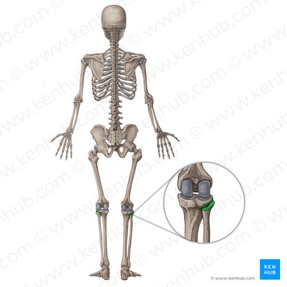 Articulación tibiofibular proximal (Articulatio tibiofibularis superior); Imagen: Irina Münstermann