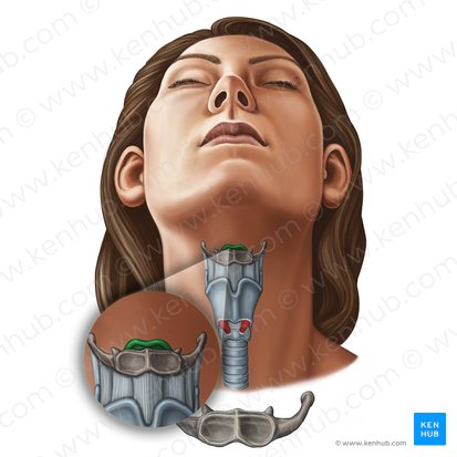 Epiglottis (Kehldeckel); Bild: Irina Münstermann