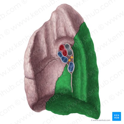 Lóbulo inferior del pulmón derecho (Lobus inferior pulmonis dextri); Imagen: Yousun Koh