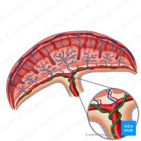 Fetal circulation: Circulation of blood in the fetus | Kenhub