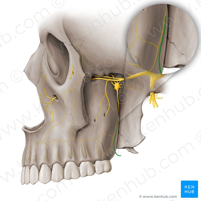 Lesser palatine nerve (Nervus palatinus minor); Image: Paul Kim