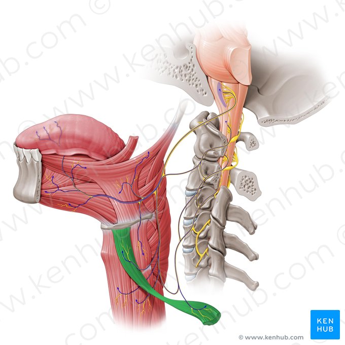 Músculo omohioideo (Musculus omohyoideus); Imagen: Paul Kim