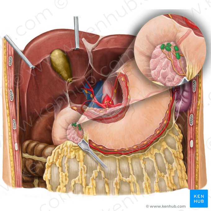 Subpyloric lymph nodes (Nodi lymphoidei subpylorici); Image: Begoña Rodriguez