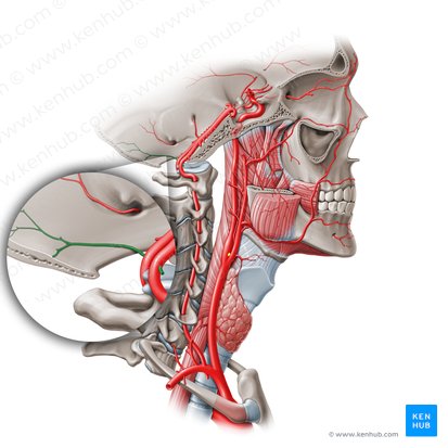 Ramas meníngeas de la arteria vertebral (Rami meningei arteriae vertebralis); Imagen: Paul Kim