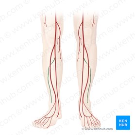 Arteria fibularis (Wadenbeinarterie); Bild: Begoña Rodriguez