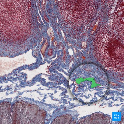 Vaisseau lymphatique sous-muqueux (Vas lymphaticum submucosae); Image : 