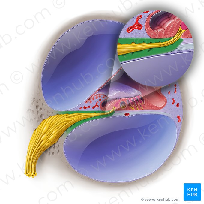 Osseous spiral lamina of cochlea (Lamina spiralis ossea cochleae); Image: Paul Kim
