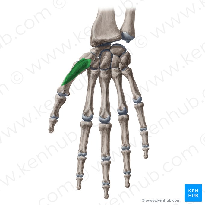 Opponens pollicis muscle (Musculus opponens pollicis); Image: Yousun Koh