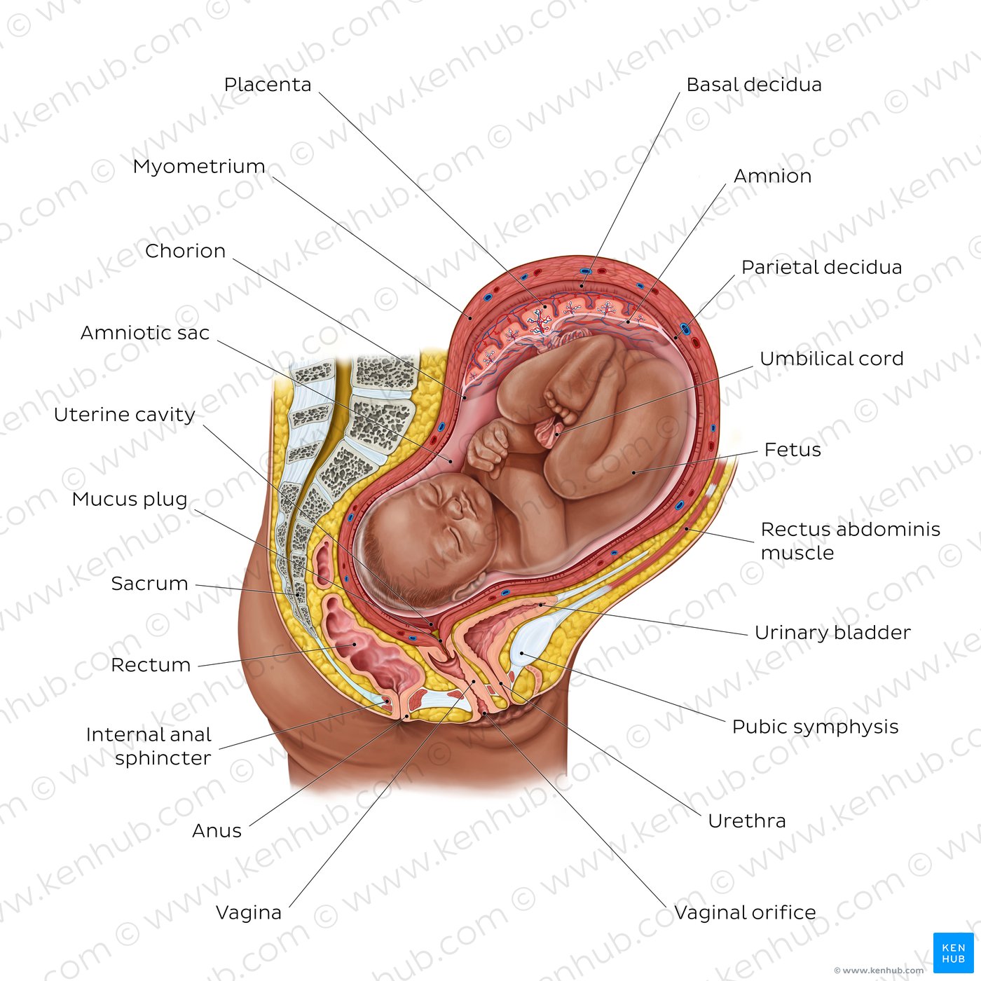 Fetus in utero