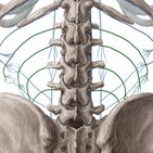 Lumbar veins