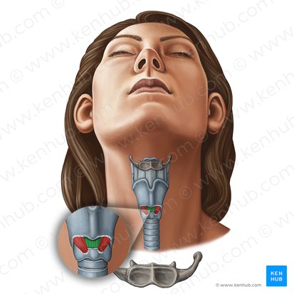 Ligamento cricotireóideo mediano (Ligamentum cricothyroideum medianum); Imagem: Irina Münstermann