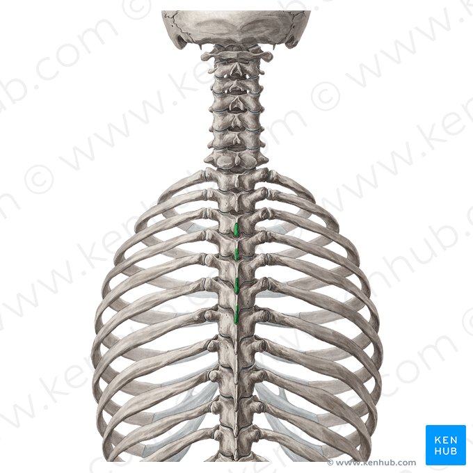 Spinous processes of vertebrae T3-T6 (Processus spinosi vertebrarum T3-T6); Image: Yousun Koh