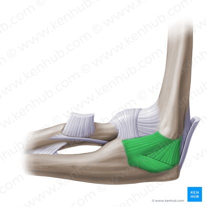 Ligamento colateral ulnar de la articulación del codo (Ligamentum collaterale ulnare cubiti); Imagen: Paul Kim