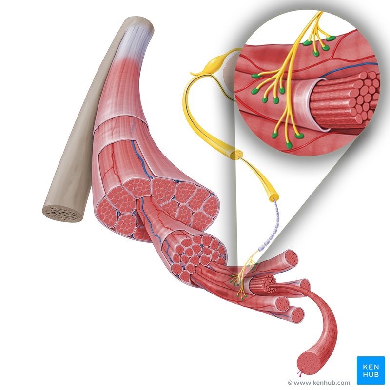 Neuromuscular junction structure and function