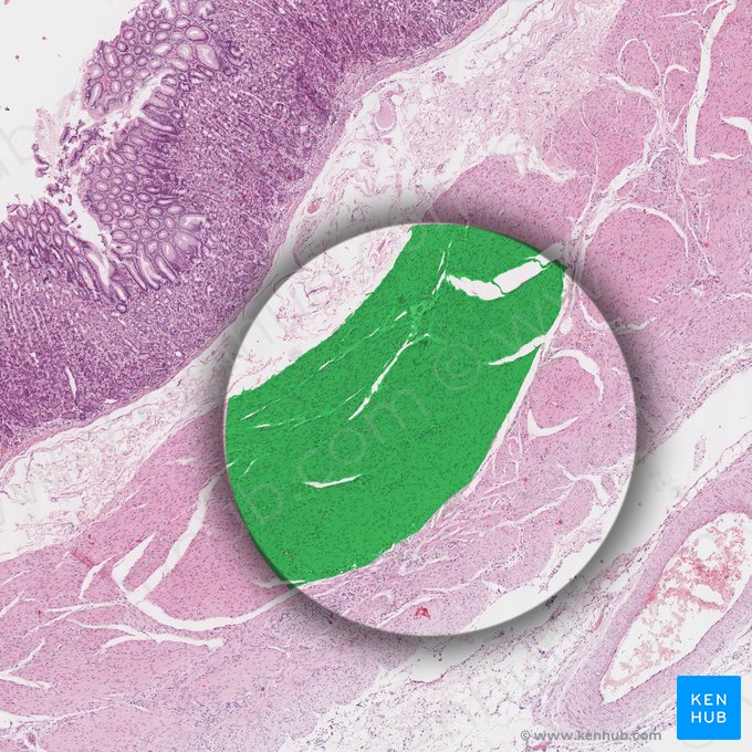 Oblique fibers of muscular coat of stomach (Fibrae obliquae tunicae muscularis gastris); Image: 