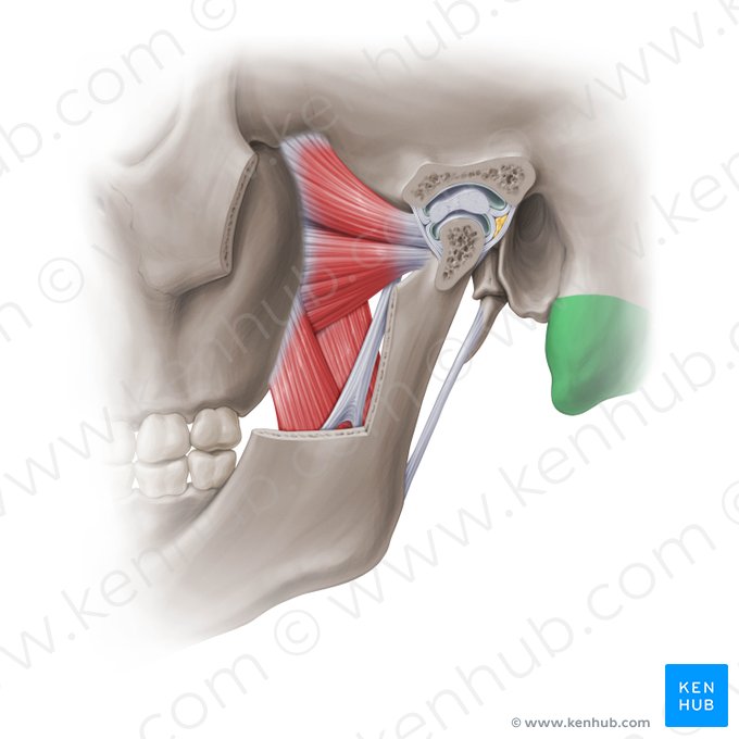 Proceso mastoides del hueso temporal (Processus mastoideus ossis temporalis); Imagen: Paul Kim