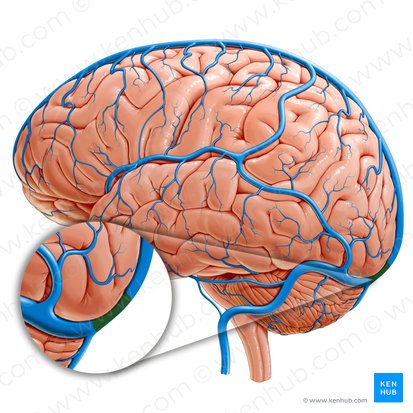 Confluência dos seios (Confluens sinuum); Imagem: Paul Kim