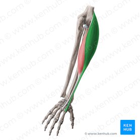 Musculus extensor carpi radialis longus (Langer speichenseitiger Handstrecker); Bild: Yousun Koh