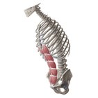Musculus rectus abdominis