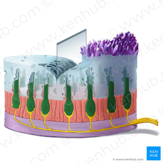Vestibular hair cell (Vestibulocytus); Image: Tal Bavli Ziv