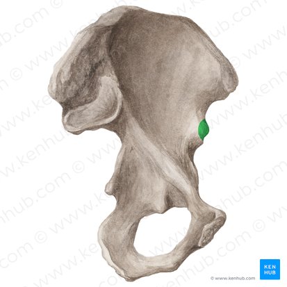 Anterior inferior iliac spine (Spina iliaca anterior inferior); Image: Liene Znotina
