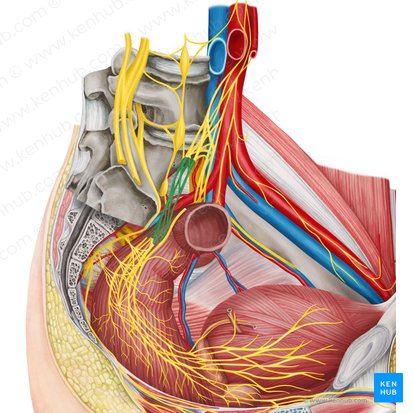 Right hypogastric nerve (Nervus hypogastricus dexter); Image: Irina Münstermann