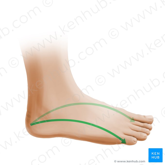 Arco longitudinal del pie (Arcus pedis longitudinalis); Imagen: Paul Kim