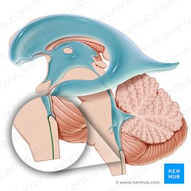 Cerebrospinal fluid flow: Anatomy and functions | Kenhub