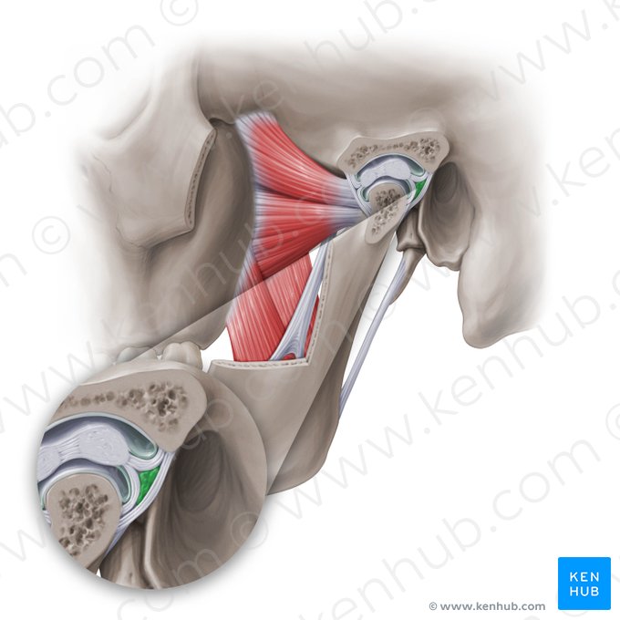 Tejido retrodiscal de la articulación temporomandibular (Area retrodiscale articulationis temporomandibularis); Imagen: Paul Kim