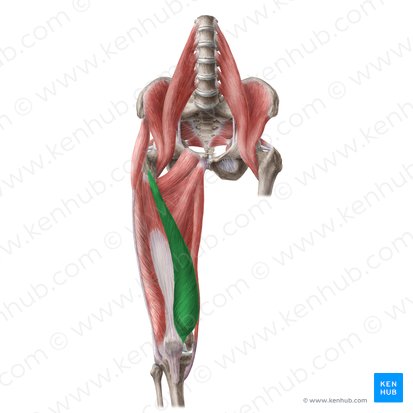 Músculo vasto medial (Musculus vastus medialis); Imagem: Liene Znotina