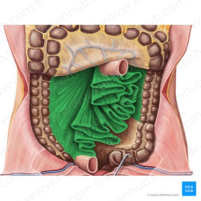 Mesentery (Mesenterium); Image: Irina Münstermann