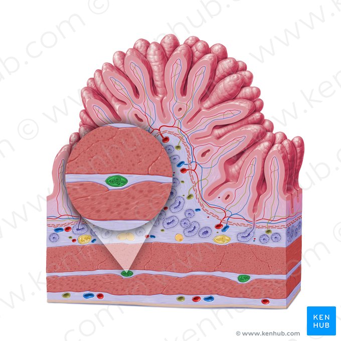 Myenteric plexus (of Auerbach) (Plexus myentericus); Image: Paul Kim