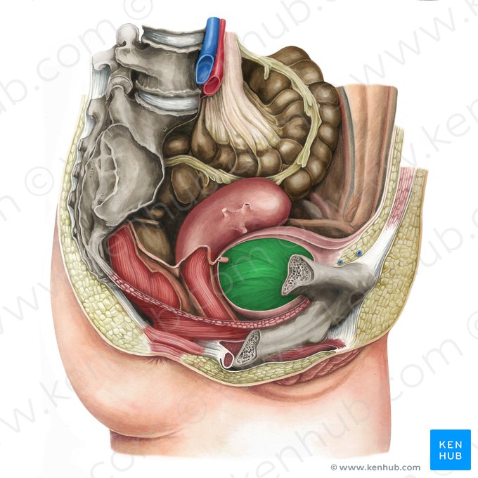 Urinary bladder (Vesica urinaria); Image: Irina Münstermann