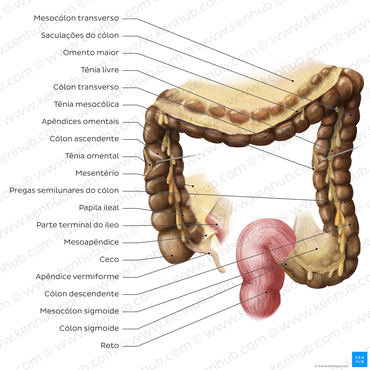 Estrutura do intestino grosso