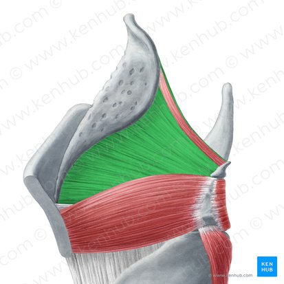 Membrana quadrangular (Membrana quadrangularis); Imagem: Yousun Koh