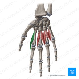 1st lumbrical muscle of hand (Musculus lumbricalis 1 manus); Image: Yousun Koh