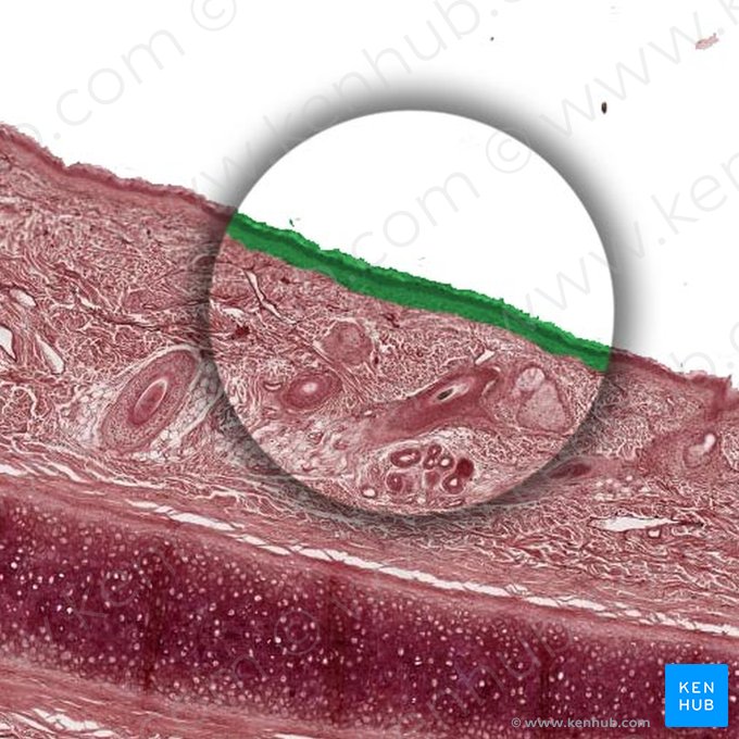 Epidermis; Imagen: 