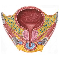 Urinary bladder and urethra