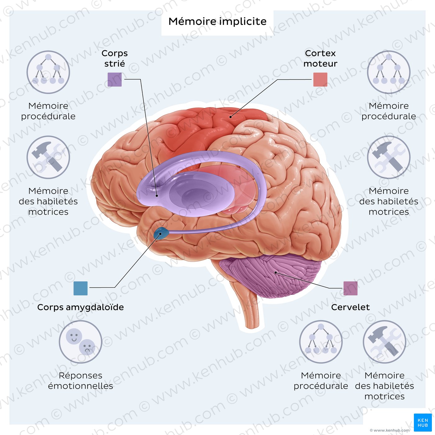 Implicit memory: brain structures