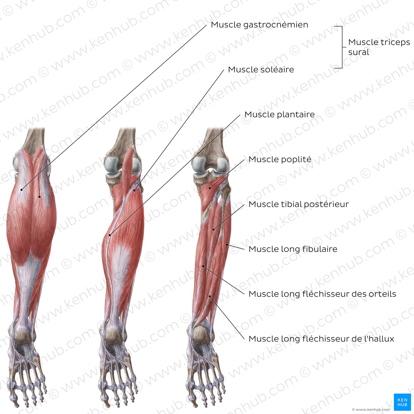 Muscles de la jambe : Schéma anatomique (vue postérieure)
